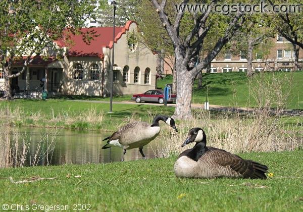 Geese in Loring Park