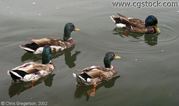 Mallard Ducks Leaving