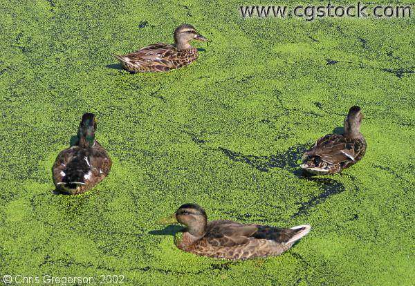 Ducks in the Calhoun Wetlands Ponds
