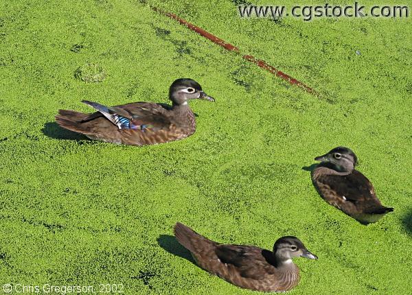 Ducks in the Calhoun Settling Ponds