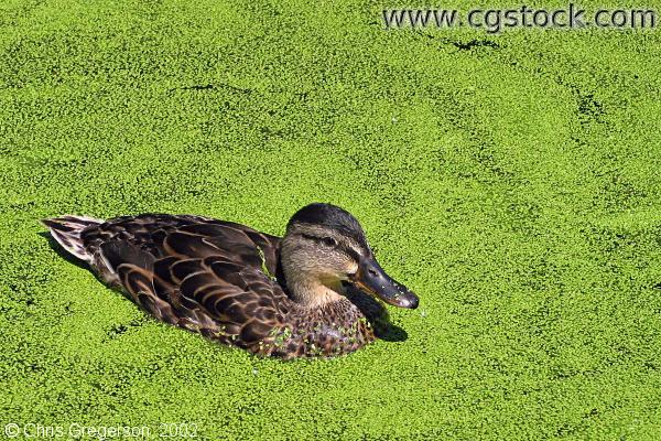 Duck in the Calhoun Settling Pond