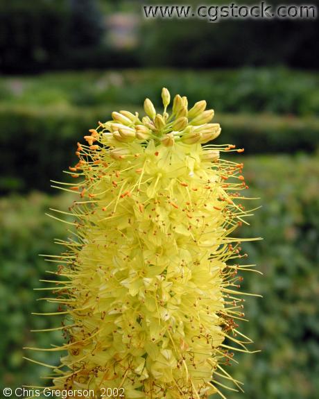 Yellow Liatris Flower