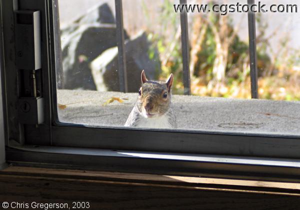 Hungry and Curious Squirrel