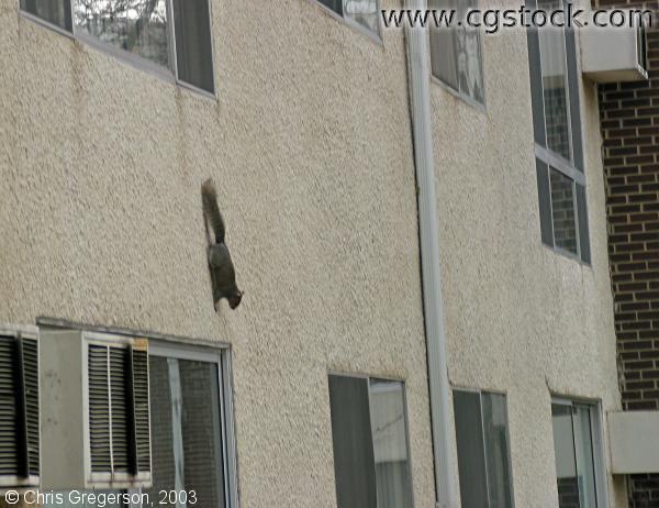 Squirrel Climbing Down a Stucco Wall