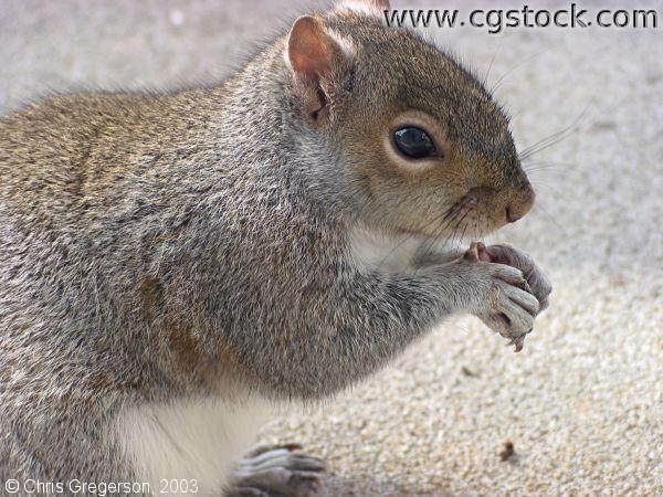 Close-up of Squirrel Eating with his Paws