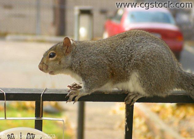Squirrel on a Railing