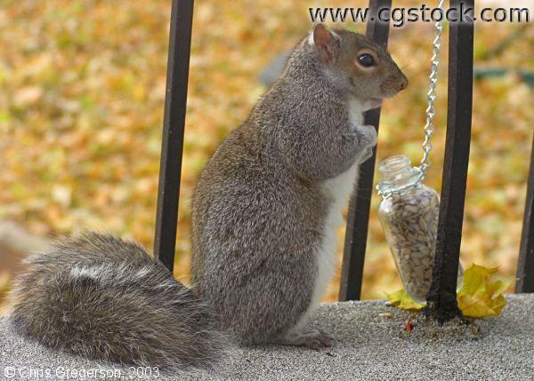 Squirrel and a Feeder