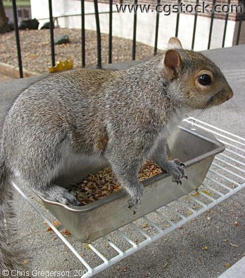 Squirrel Standing on Feeder