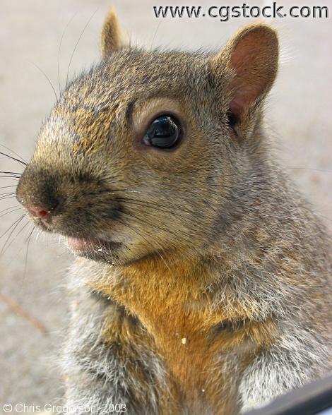 Portrait of Brownie the Squirrel