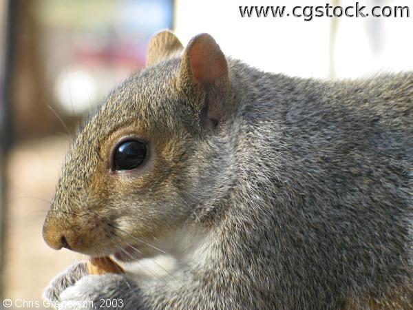 Squirrel Eating an Almond