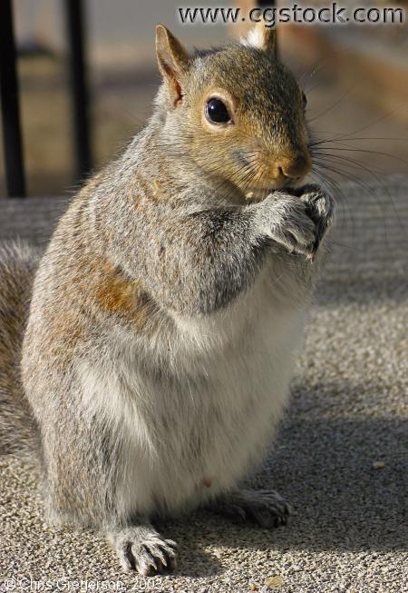 Squirrel Standing Upright and Eating
