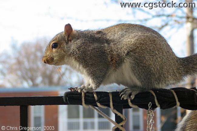 Squirrel on Railing