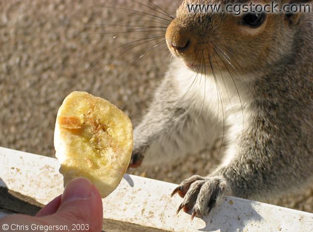 Feeding a Squirrel a Banana Chip