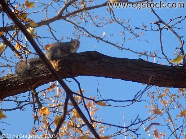 Gray Squirrel in Tree