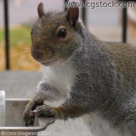 Portrait of Squirrel at Feeder