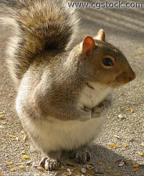 Crouching Squirrel, Hidden Peanut