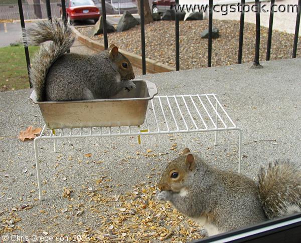 Two Squirrels Eating