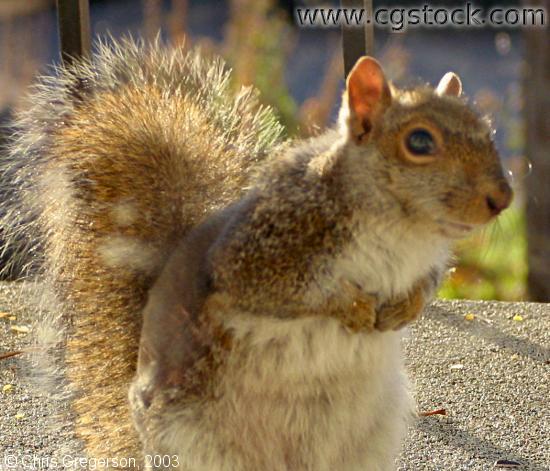 Eastern Gray Squirrel, Molting or with Mange
