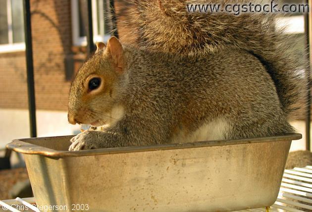 Squirrel in a Breadpan