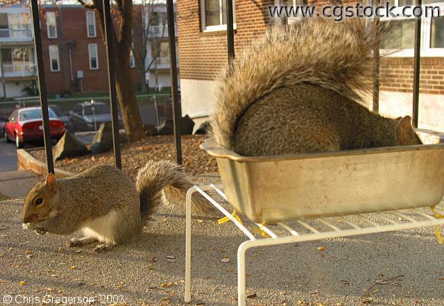 Two Squirrels Eating on Patio