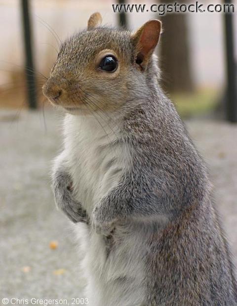 Squirrel Standing