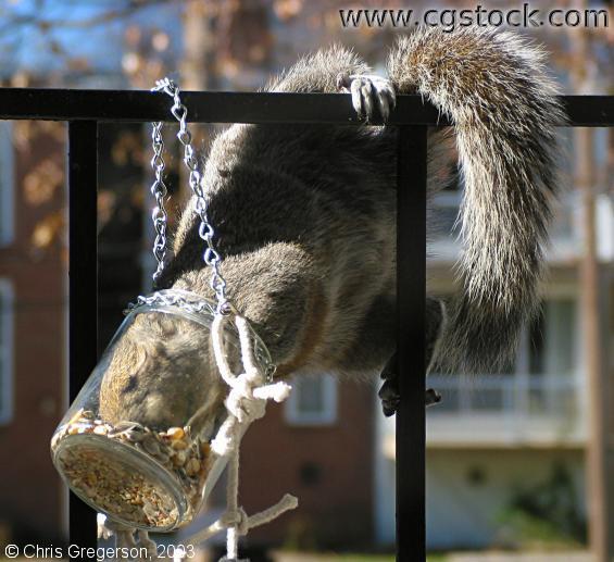 Squirrel Pushing Face into Feeder