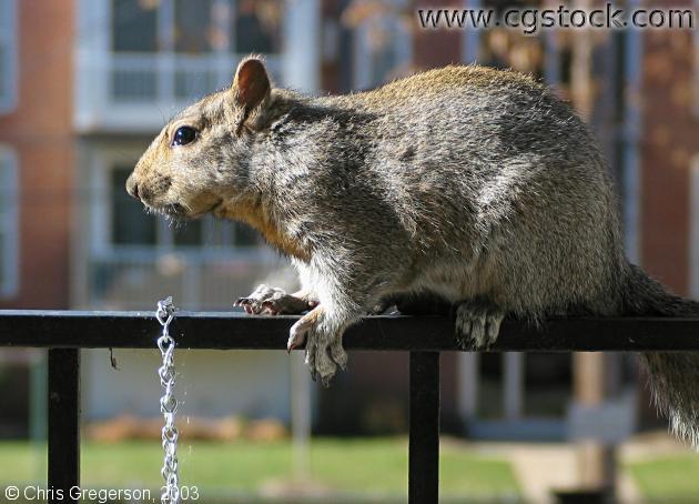 Brownie the Squirrel on Railing