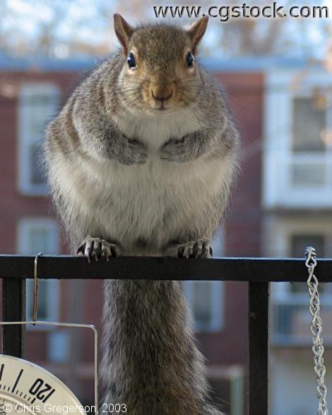 Squirrel Standing on Railing