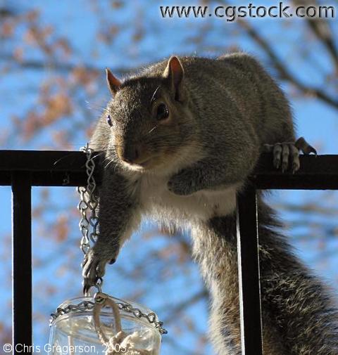 Squirrel Reaching for Food Jar