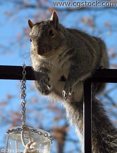 Perched Squirrel