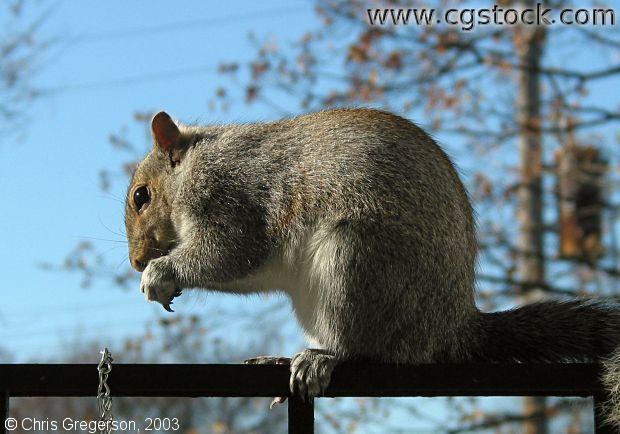 Squirrel Eating on Railing