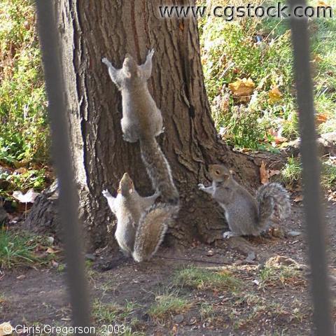 Three Squirrels Playing -- 
