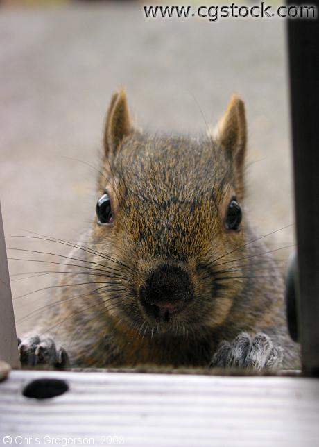 Brownie the Squirrel at my Patio Door