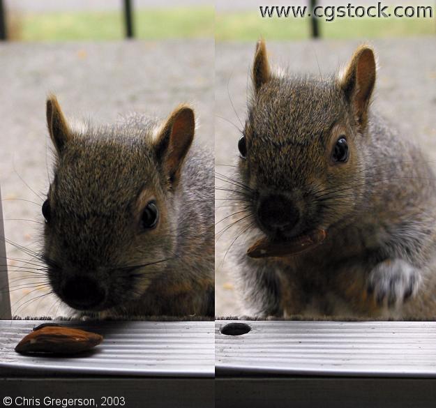 Squirrel Taking an Almond