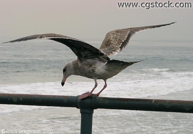 Seagull with Wings Spread