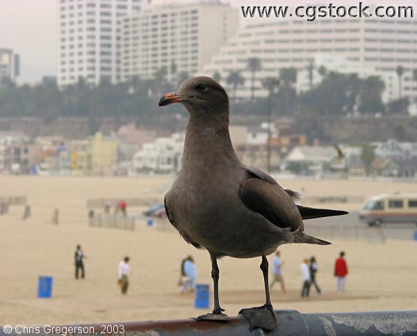 Black Gull, Santa Monica Pier
