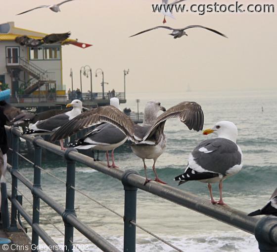 Seagulls at Santa Monica Pier