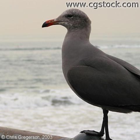 Seagull (Herring Gull)