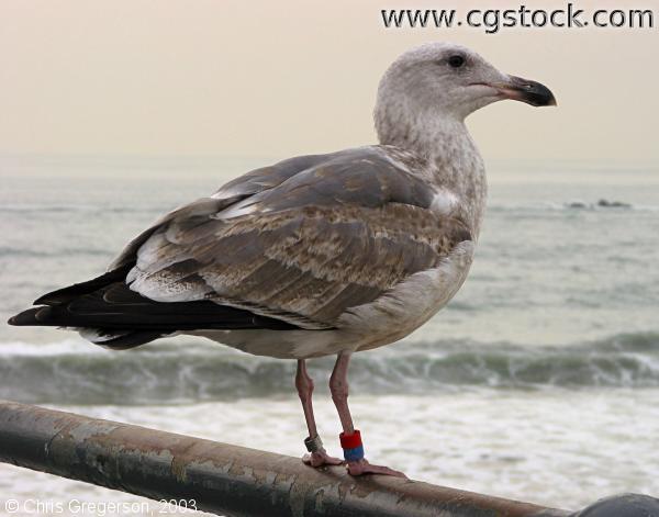Seagull at Santa Monica Pier