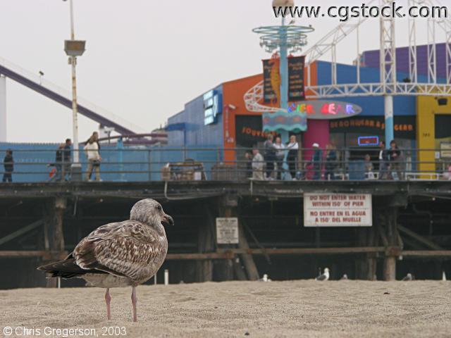 Santa Monica Pier and Seagull