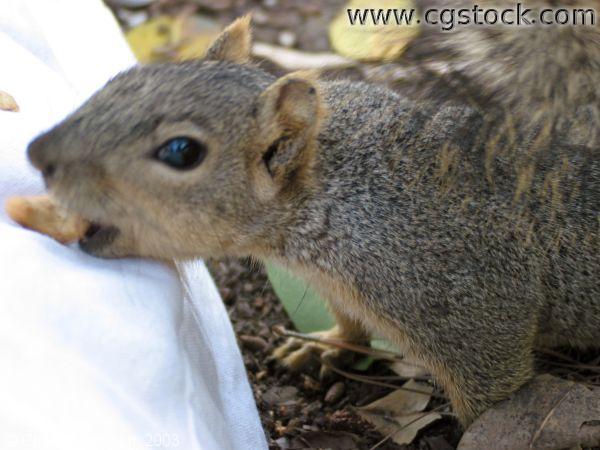 Squirrel Taking Cashew