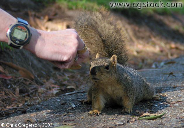 Squirrel Approaching Food Cautiously