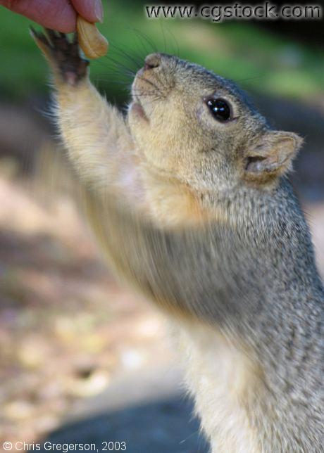 Squirrel Taking a Nut
