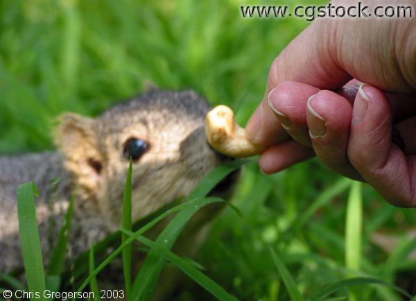Squirrel Sniffing Cashew