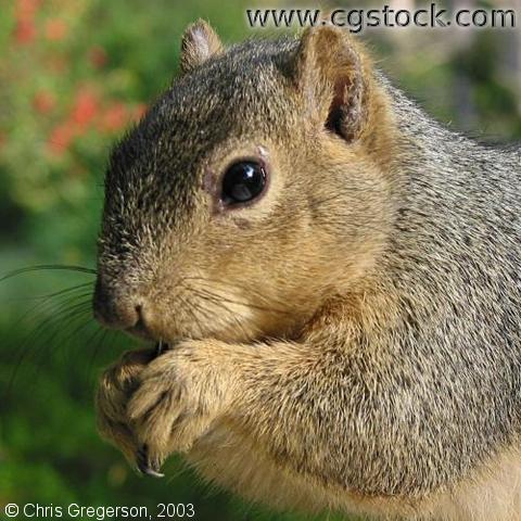 Fox Squirrel Close-Up
