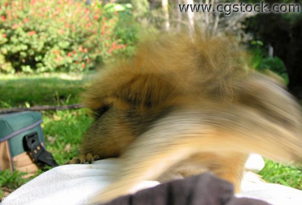 Squirrel Leaping (Motion Blur)