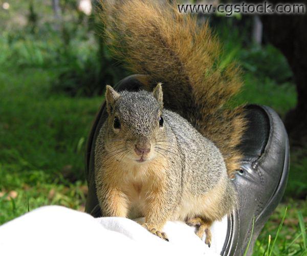 Squirrel Sitting on my Ankles