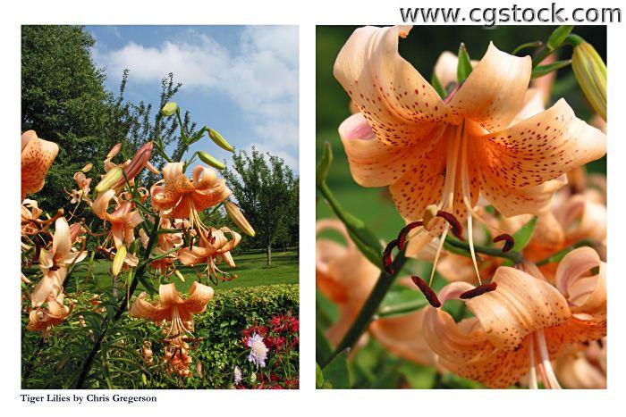 Tiger Lilies Poster