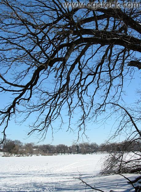 Tree Branches in Winter at Lake of the Isles