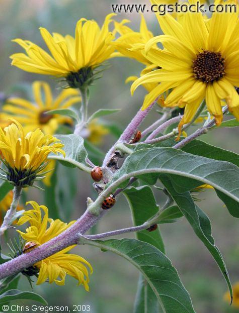 Yellow Daisies with Ladybugs